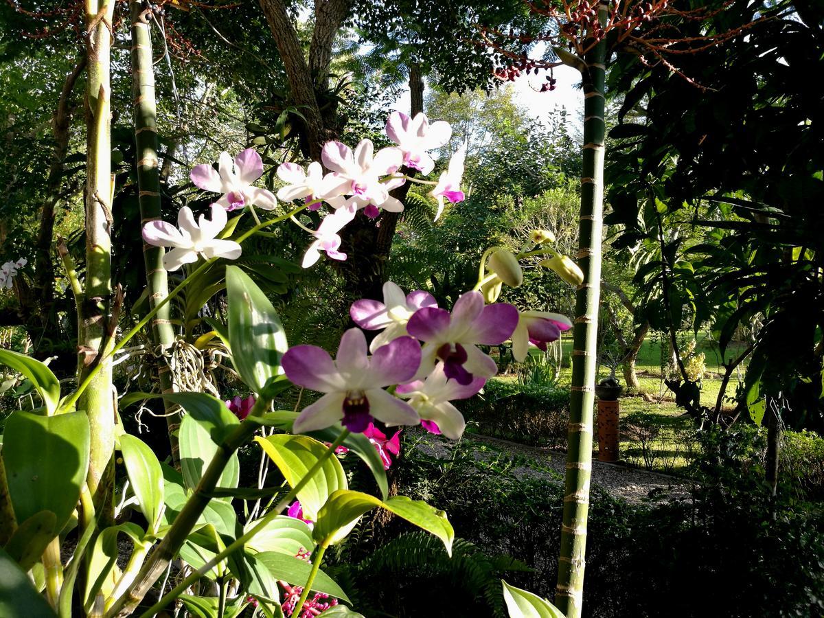 Villa Albizia, Chiang Mai Doi Saket エクステリア 写真
